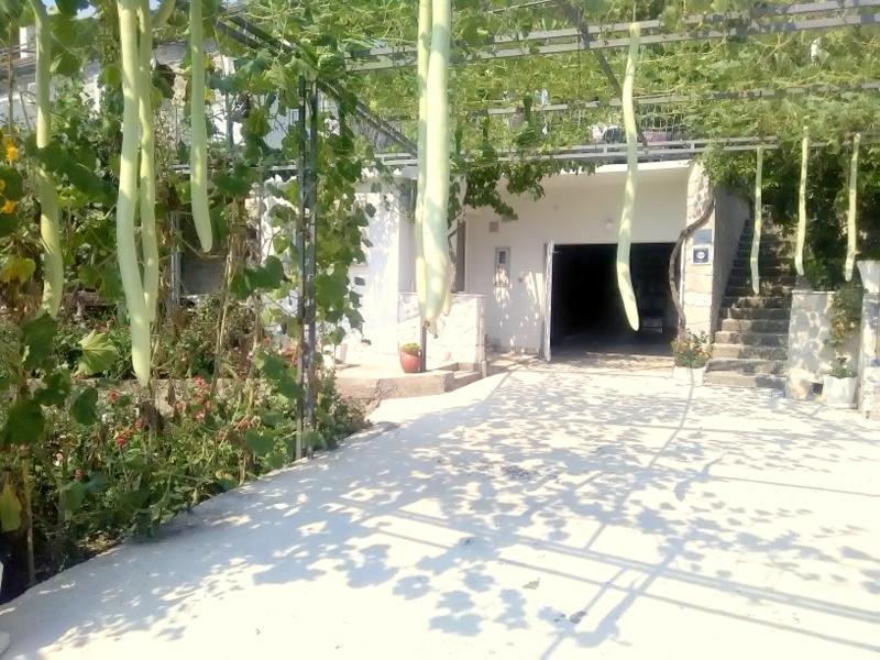 Bosco Daire